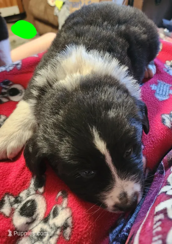 Bear – Australian Shepherd puppy for sale in Lyons, NY