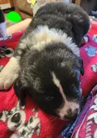 Bear, a male Australian Shepherd for sale in Lyons, NY – 1 of 3