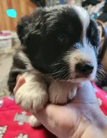 Boomer, a male Australian Shepherd for sale in Lyons, NY – 3 of 3