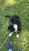 Bear, a male Australian Shepherd for sale in Lyons, NY – 7 of 7