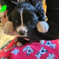Bear, a male Australian Shepherd for sale in Lyons, NY – 3 of 3