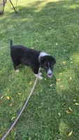 Bear, a male Australian Shepherd for sale in Lyons, NY – 4 of 7