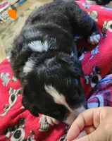 Meatball, a male Australian Shepherd for sale in Lyons, NY – 2 of 3