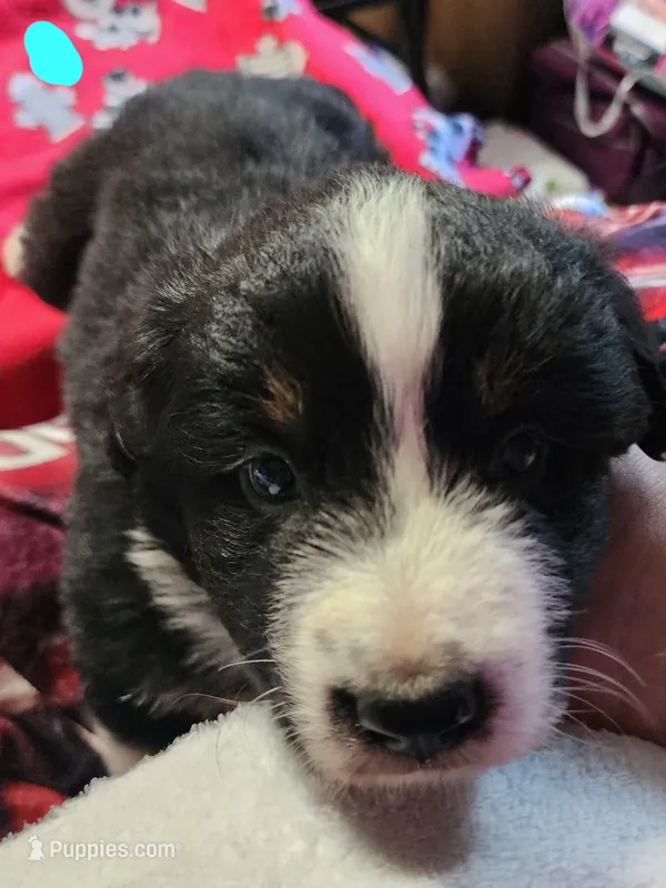 Boomer – Australian Shepherd puppy for sale in Lyons, NY