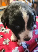 Meatball, a male Australian Shepherd for sale in Lyons, NY – 3 of 3