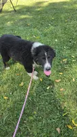 Bear, a male Australian Shepherd for sale in Lyons, NY – 5 of 7