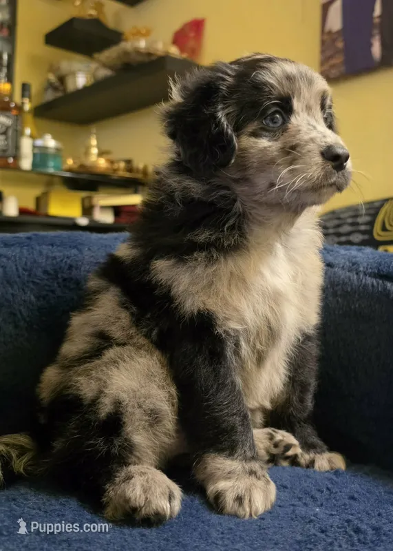 Panda  – Miniature Aussiedoodle puppy for sale in Chicago, IL