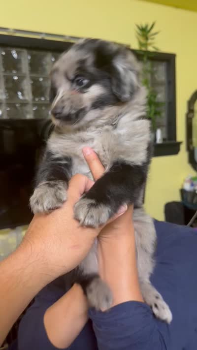 Panda , a male Miniature Aussiedoodle for sale in Chicago, IL – 3 of 3
