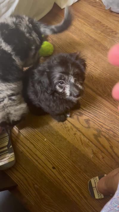 Mj , a male Miniature Aussiedoodle for sale in Chicago, IL – 2 of 2
