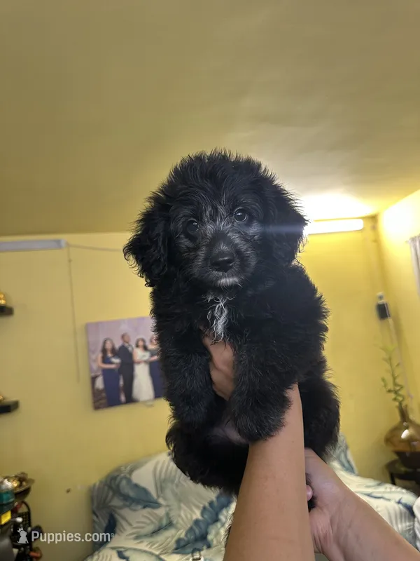 Mj  – Miniature Aussiedoodle puppy for sale in Chicago, IL
