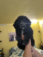 Mj , a male Miniature Aussiedoodle for sale in Chicago, IL – 1 of 2