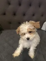 puppy2, a male Maltipoo for sale in Long Beach, CA – Photo 3 of 6