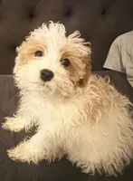 puppy2, a male Maltipoo for sale in Long Beach, CA – Photo 4 of 6