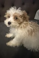 puppy2, a male Maltipoo for sale in Long Beach, CA – Photo 6 of 6