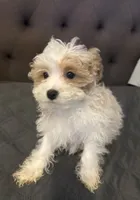 puppy2, a male Maltipoo for sale in Long Beach, CA – Photo 2 of 6