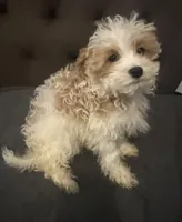 puppy2, a male Maltipoo for sale in Long Beach, CA – Photo 5 of 6