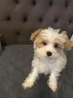 puppy2, a male Maltipoo for sale in Long Beach, CA – Photo 1 of 6