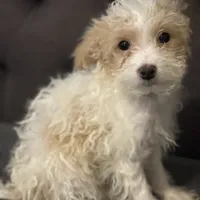 puppy1, a male Maltipoo for sale in Long Beach, CA – Photo 1 of 2