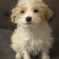 puppy1, a male Maltipoo for sale in Long Beach, CA – Photo 2 of 2