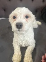 Jacob, a male Maltipoo for sale in Long Beach, CA – Photo 3 of 3