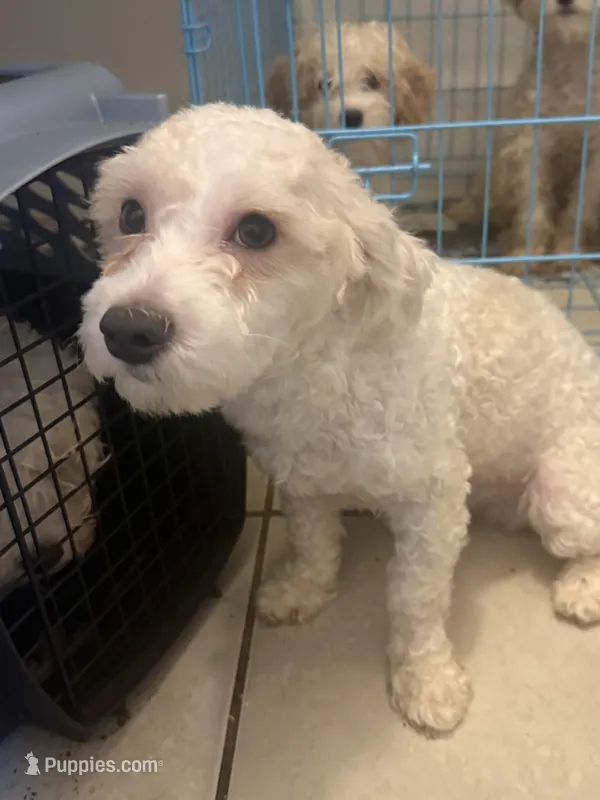 Jacob – Maltipoo puppy for sale in Long Beach, CA