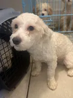 Jacob, a male Maltipoo for sale in Long Beach, CA – Photo 1 of 3