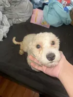 Jacob, a male Maltipoo for sale in Long Beach, CA – Photo 2 of 3