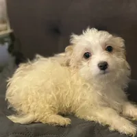 puppy4, a male Maltipoo for sale in Long Beach, CA – Photo 4 of 6