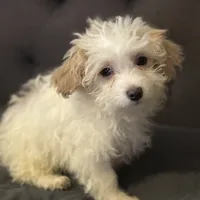 puppy4, a male Maltipoo for sale in Long Beach, CA – Photo 2 of 6