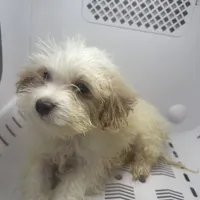 puppy4, a male Maltipoo for sale in Long Beach, CA – Photo 6 of 6