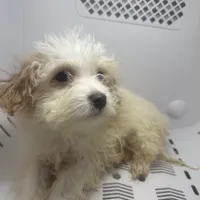 puppy4, a male Maltipoo for sale in Long Beach, CA – Photo 5 of 6