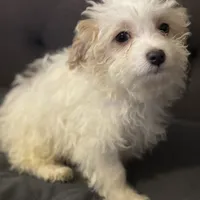 puppy4, a male Maltipoo for sale in Long Beach, CA – Photo 1 of 6