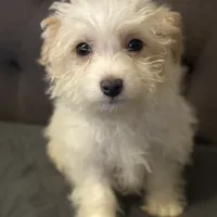 puppy4, a male Maltipoo for sale in Long Beach, CA – Photo 3 of 6