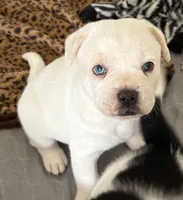 Patch, a male French Bulldog and Australian Cattle Dog for sale in Henderson, KY – 3 of 3