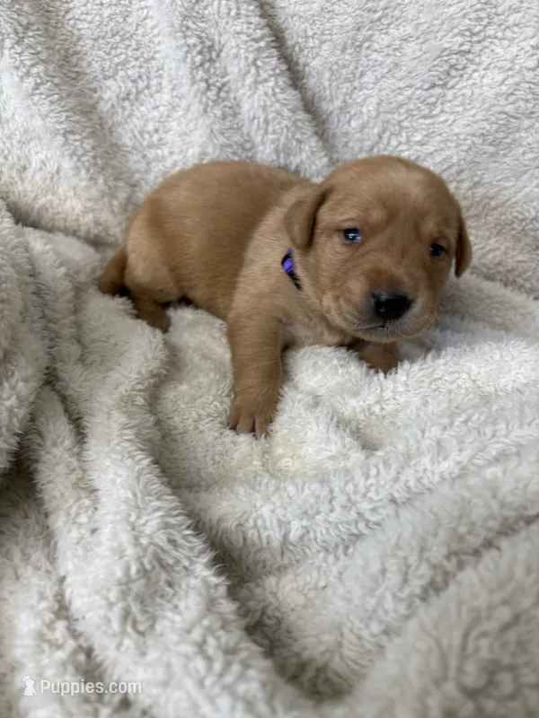 Purple collar – Labrador Retriever puppy for sale in Henderson, KY