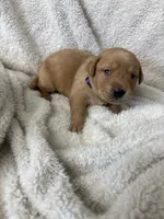 Purple collar, a female Labrador Retriever for sale in Henderson, KY – 1 of 2