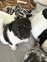 Oreo, a male French Bulldog and Australian Cattle Dog for sale in Henderson, KY – 3 of 3