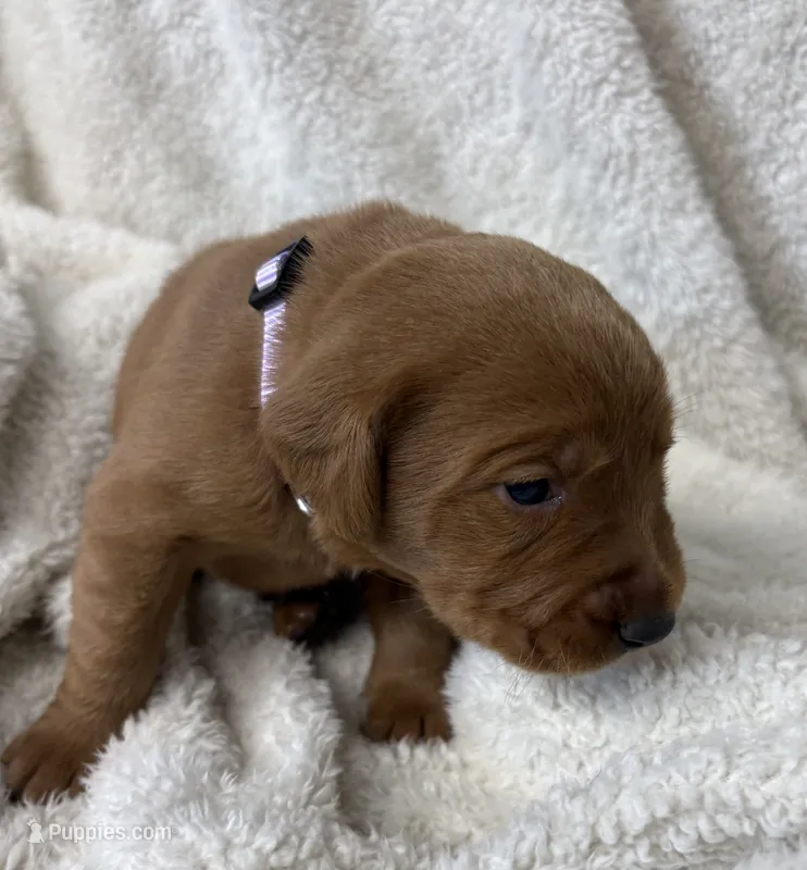 Periwinkle – Labrador Retriever puppy for sale in Henderson, KY