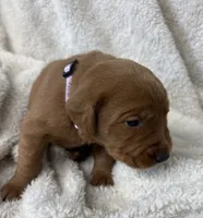 Periwinkle, a female Labrador Retriever for sale in Henderson, KY – 1 of 3