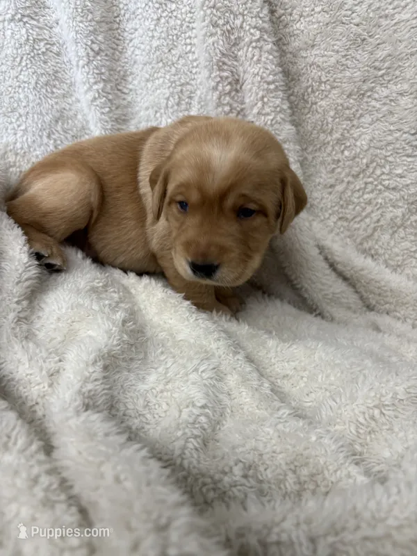 Pink collar – Labrador Retriever puppy for sale in Henderson, KY