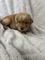 Pink collar, a female Labrador Retriever for sale in Henderson, KY – 1 of 2