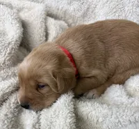 Red collar, a male Labrador Retriever for sale in Henderson, KY – 2 of 2