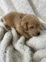 Green collar , a male Labrador Retriever for sale in Henderson, KY – 1 of 2