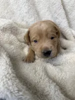 Green collar , a male Labrador Retriever for sale in Henderson, KY – 2 of 2