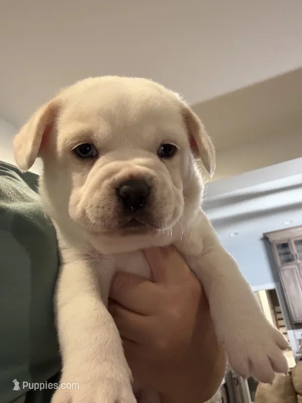 Patch – French Bulldog, Australian Cattle Dog puppy for sale in Henderson, KY