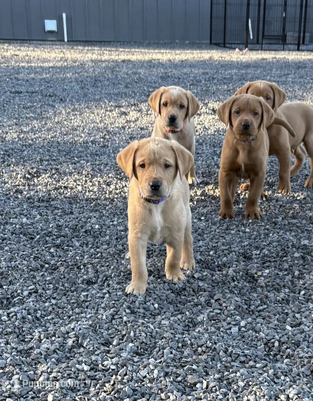 Purple collar – Labrador Retriever puppy for sale in Henderson, KY