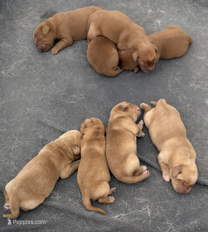 Yellow pup – Labrador Retriever puppy for sale in Henderson, KY