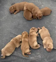 Yellow pup, a male Labrador Retriever for sale in Henderson, KY – 1 of 1