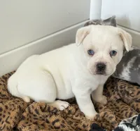 Patch, a male French Bulldog and Australian Cattle Dog for sale in Henderson, KY – 2 of 3