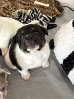 Oreo, a male French Bulldog and Australian Cattle Dog for sale in Henderson, KY – 2 of 3